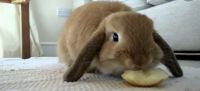 Holland Mini-Lop Rabbits for sale in Mission Viejo, CA, USA. price: NA