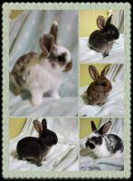 Holland Mini-Lop Rabbits for sale in Columbia, MO 65203, USA. price: NA