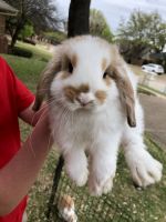 Holland Mini-Lop Rabbits for sale in Allen, TX, USA. price: NA