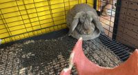 Holland Mini-Lop Rabbits for sale in Spring Lake, MI 49456, USA. price: NA