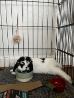 Holland Mini-Lop Rabbits for sale in North Richland Hills, TX, USA. price: NA