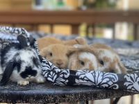 Holland Mini-Lop Rabbits for sale in Trenton, NJ 08619, USA. price: NA