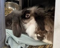 Holland Mini-Lop Rabbits for sale in Avon, IN 46123, USA. price: NA
