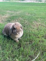 Holland Mini-Lop Rabbits for sale in Lindale, TX, USA. price: NA