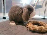 Holland Mini-Lop Rabbits for sale in Harpers Ferry, WV 25425, USA. price: NA