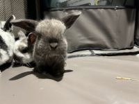 Holland Mini-Lop Rabbits for sale in Rocky Point, NY, USA. price: NA