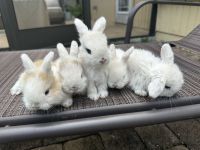 Holland Mini-Lop Rabbits for sale in Boca Raton, FL, USA. price: $150