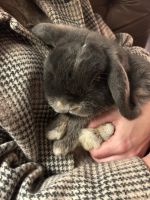 Holland Mini-Lop Rabbits for sale in Louisville, Kentucky. price: $25