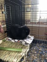 Holland Mini-Lop Rabbits for sale in Cherry Valley, Leicester, MA 01611, USA. price: $12,500