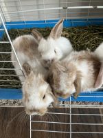 Holland Mini-Lop Rabbits for sale in Alpine, California. price: $100