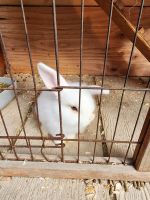 Holland Mini-Lop Rabbits for sale in Fresno, California. price: $60