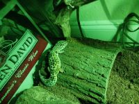 House Gecko Reptiles Photos
