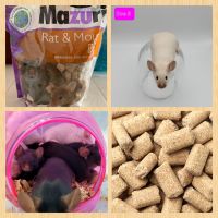 House Mouse Rodents for sale in Antioch, CA, USA. price: NA
