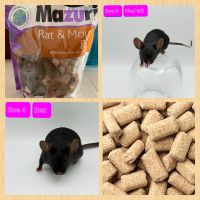 House Mouse Rodents Photos