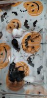 House Mouse Rodents for sale in Bowie, TX 76230, USA. price: NA