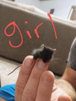 House Mouse Rodents Photos