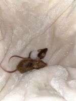 House Mouse Rodents for sale in Mission Viejo, CA, USA. price: NA