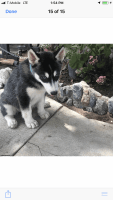 Hovawart Puppies for sale in Perris, CA, USA. price: NA