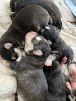 Hungarian Hound Puppies Photos