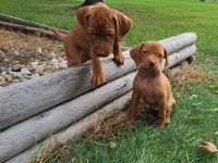 Hungarian Vizsla Puppies for sale in Weyauwega, WI 54983, USA. price: NA