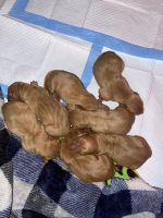 Hungarian Vizsla Puppies for sale in Dayton, TX 77535, USA. price: NA