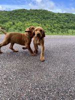 Hungarian Vizsla Puppies for sale in 1720 N Stoddard Rd, Stoddard, WI 54658, USA. price: NA