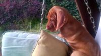 Hungarian Vizsla Puppies for sale in Boulder, CO, USA. price: NA