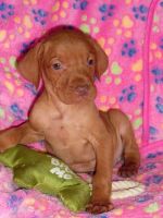 Hungarian Vizsla Puppies for sale in Providence, RI, USA. price: NA