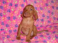 Hungarian Vizsla Puppies for sale in N Hollywood Way, Burbank, CA, USA. price: NA