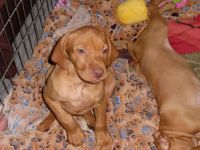 Hungarian Vizsla Puppies for sale in Boise, ID, USA. price: NA