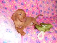 Hungarian Vizsla Puppies for sale in Los Angeles, CA, USA. price: NA