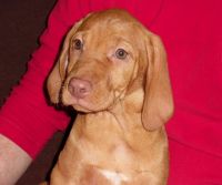 Hungarian Vizsla Puppies for sale in Jersey City, NJ, USA. price: NA