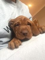 Hungarian Vizsla Puppies for sale in Jacksonville, FL, USA. price: NA