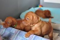 Hungarian Vizsla Puppies for sale in Lewis Center, OH, USA. price: NA
