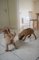 Hungarian Vizsla Puppies for sale in 200 N Spring St, Los Angeles, CA 90012, USA. price: NA