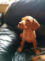 Hungarian Vizsla Puppies for sale in Austin, TX, USA. price: NA
