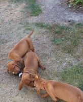 Hungarian Vizsla Puppies for sale in Portland, OR, USA. price: NA