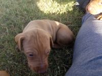 Hungarian Vizsla Puppies for sale in Hale Center, TX, USA. price: NA