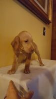 Hungarian Vizsla Puppies for sale in Topsham, VT, USA. price: NA