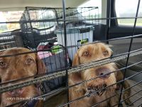 Hungarian Wirehaired Vizsla Puppies for sale in DeFuniak Springs, Florida. price: $2,500