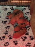 Hungarian Wirehaired Vizsla Puppies for sale in Anchorage, AK, USA. price: NA