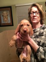 Hungarian Wirehaired Vizsla Puppies for sale in Clay Township, MI, USA. price: NA