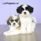 Hygenhund Puppies Photos