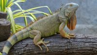 Iguana Reptiles Photos