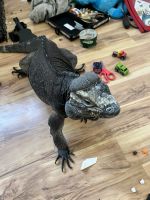 Iguana Reptiles for sale in Colorado Springs, CO, USA. price: NA