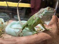 Iguana Reptiles for sale in FAIRMOUNT HGT, MD 20743, USA. price: NA