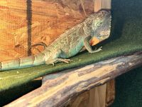 Iguana Reptiles for sale in Benbrook, TX, USA. price: NA