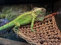 Iguana Reptiles for sale in Garland, TX 75043, USA. price: NA