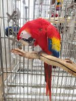 Illigers Macaw Birds for sale in 4141 St Bernard Ave, New Orleans, LA 70122, USA. price: NA
