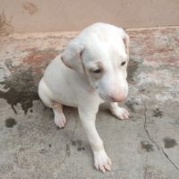 Indian Bull Terrier Puppies Photos